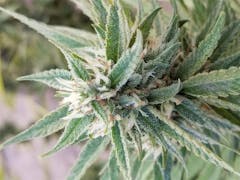 User uploaded image of Sour Banana Sherbet