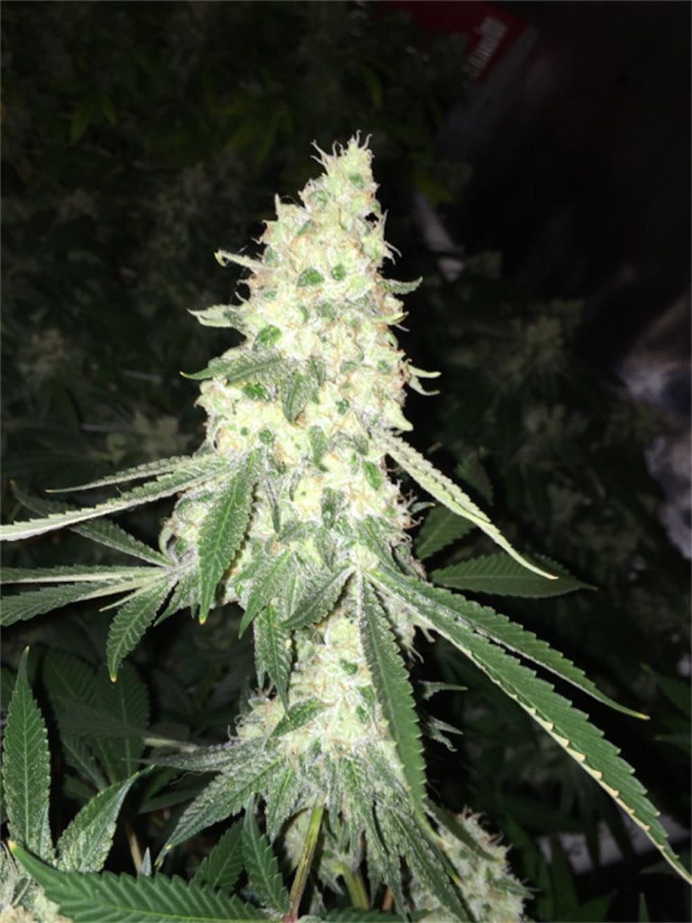 Sherbet strain leafly