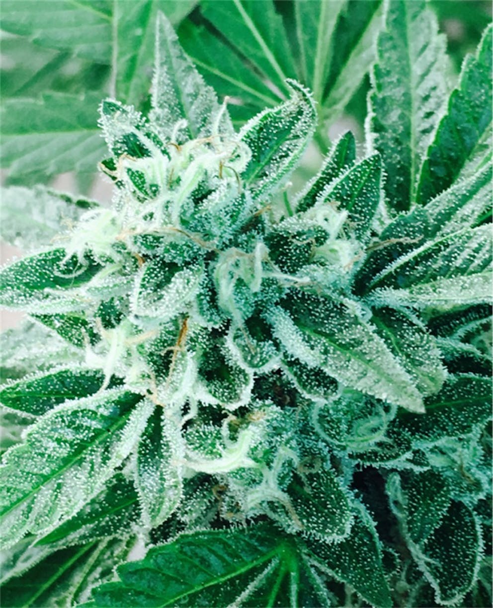 Sherbet strain leafly