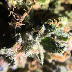 User uploaded image of Sour Bubba