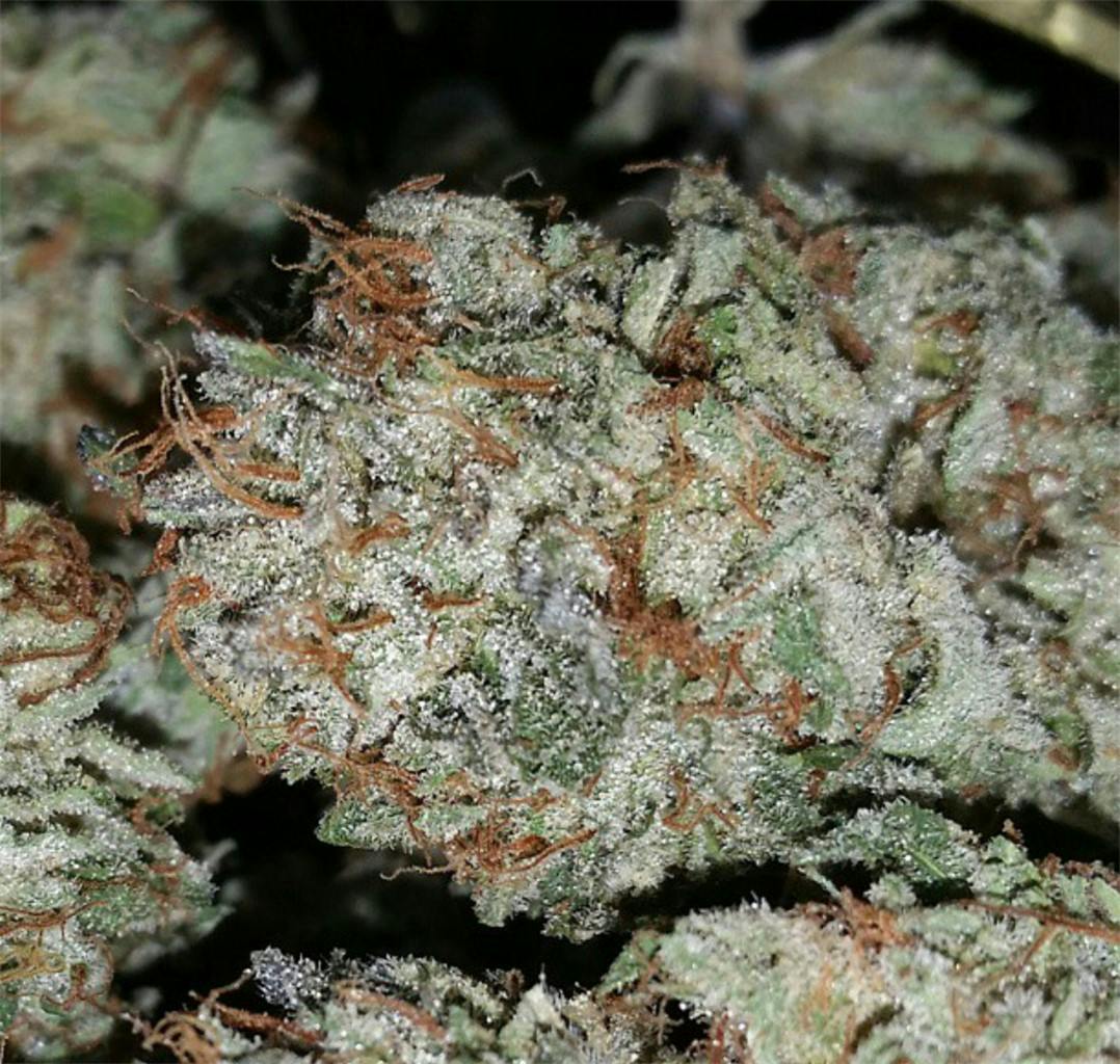 Photos of Sour Bubble Weed Strain Buds Leafly