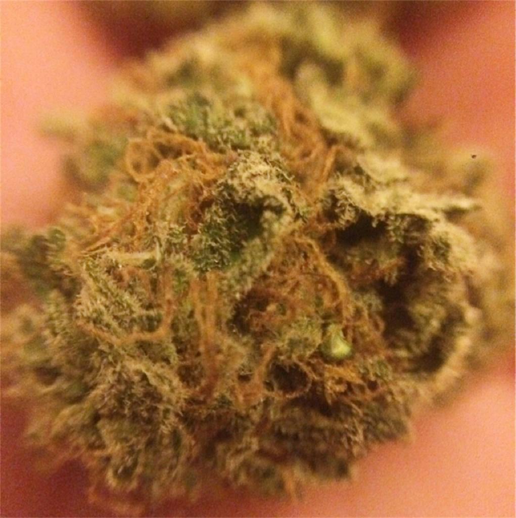 Sour Candy Weed Strain Information Leafly