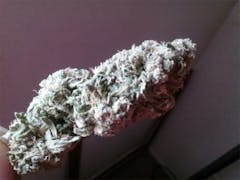 User uploaded image of Sour Candy