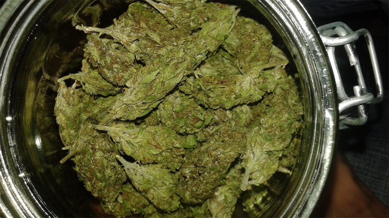 Sour Chocolate Weed Strain Information Leafly