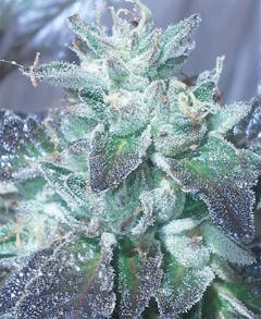 User uploaded image of Sour Cookies