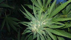 User uploaded image of Sour Diesel
