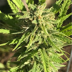 User uploaded image of Sour Diesel