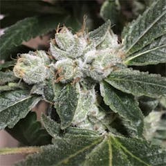 User uploaded image of Sour Diesel