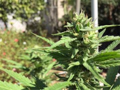 User uploaded image of Sour Dream