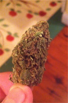 User uploaded image of Sour Flower