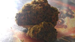 User uploaded image of Sour Flower