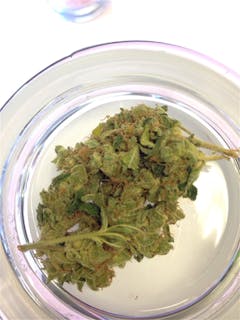 User uploaded image of Sour Flower