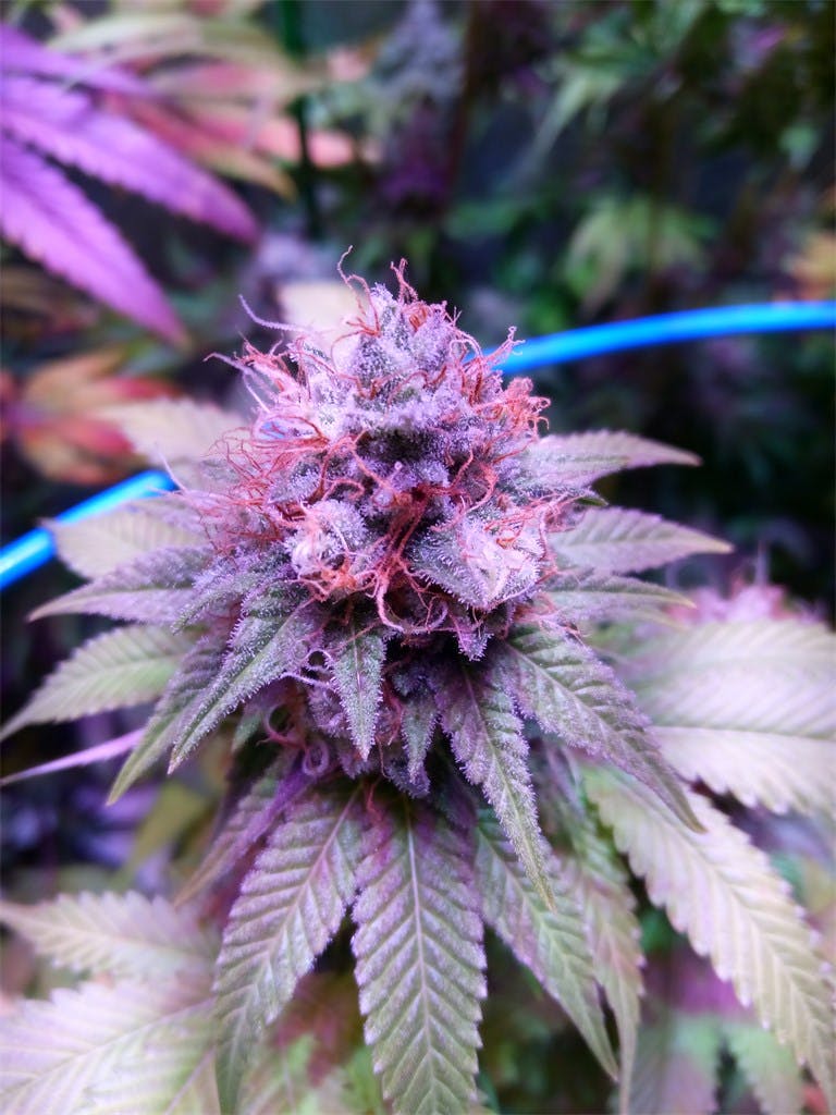 Sour Grape Weed Strain Effects & Reviews Leafly