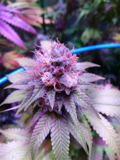 User uploaded image of Sour Grape