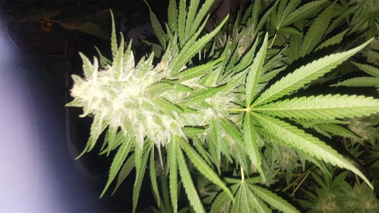 Sour Grape Weed Strain Information Leafly