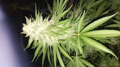 User uploaded image of Sour Grape