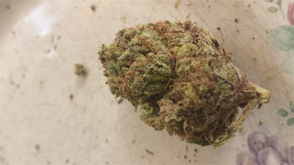 Photos of Sour Haze Weed Strain Buds | Leafly