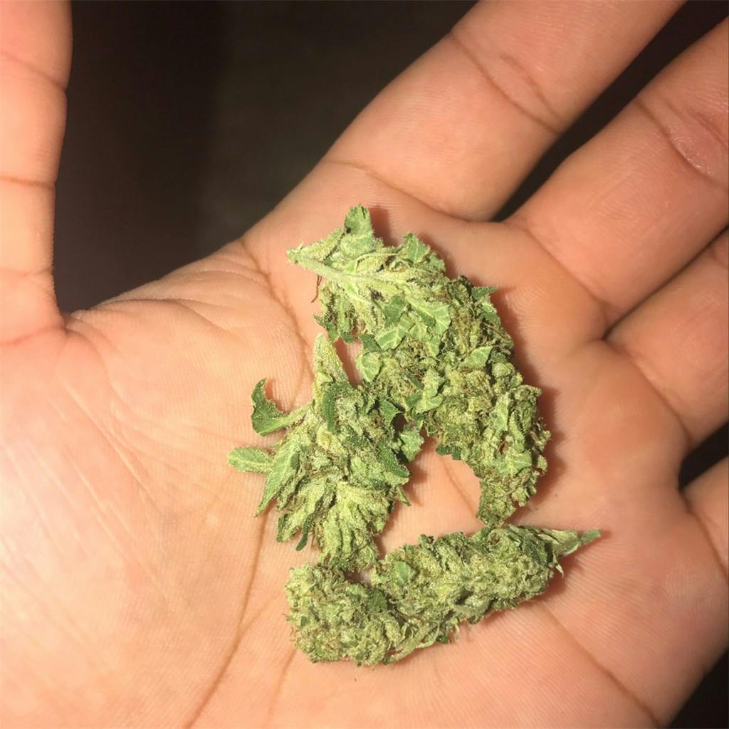 Sour Jack Weed Strain Information Leafly