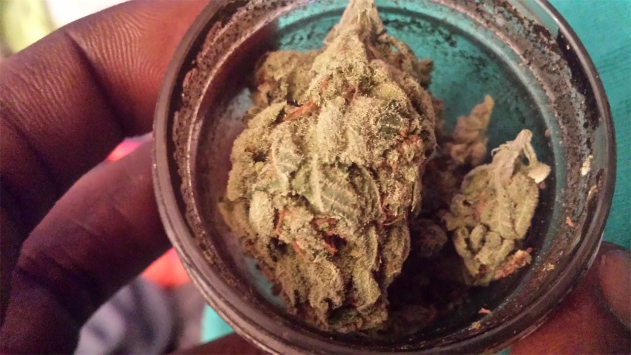 Sour Jack Weed Strain Information Leafly