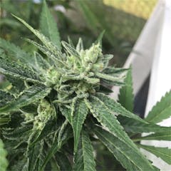 User uploaded image of Sour Kush