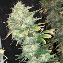 User uploaded image of Sour Kush
