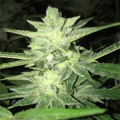 User uploaded image of Sour Kush