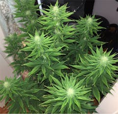 User uploaded image of Sour Kush