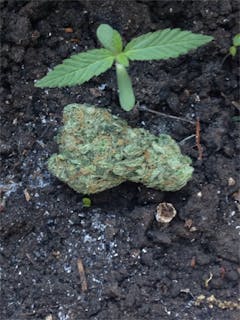User uploaded image of Sour Maui