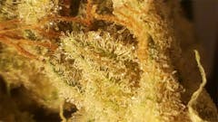 User uploaded image of Sour OG