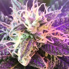 User uploaded image of Sour OG