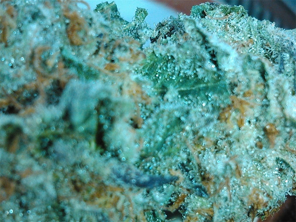 Sour Pebbles Weed Strain Information Leafly