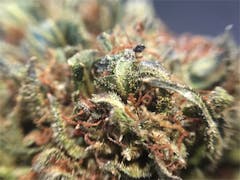 User uploaded image of Sour Power