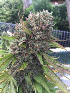 User uploaded image of Sour Power