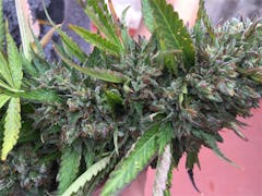 User uploaded image of Sour Power