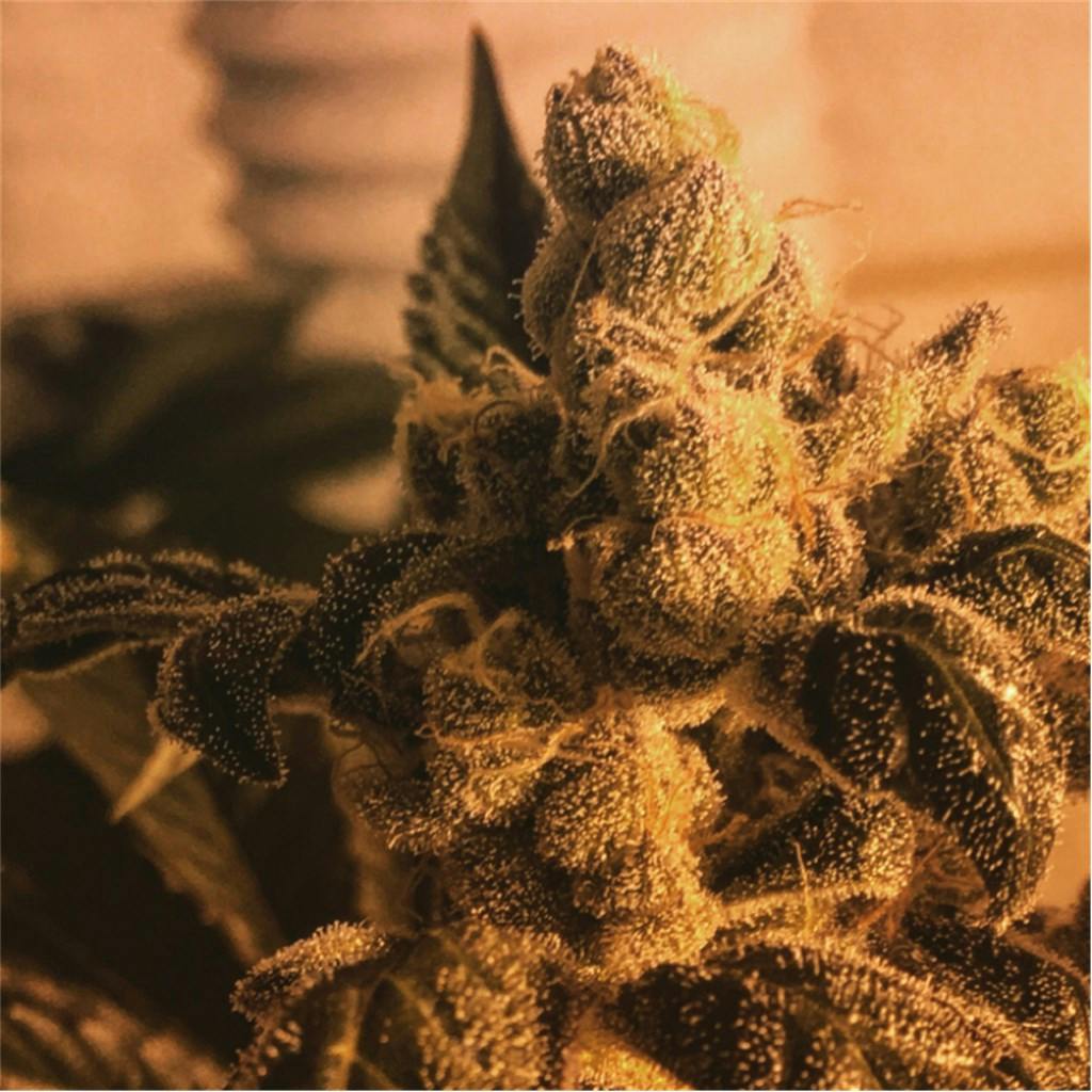 Sour Sunset Weed Strain Information Leafly