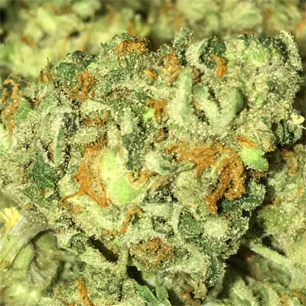 Sour Tangie aka Sunva Weed Strain Information | Leafly