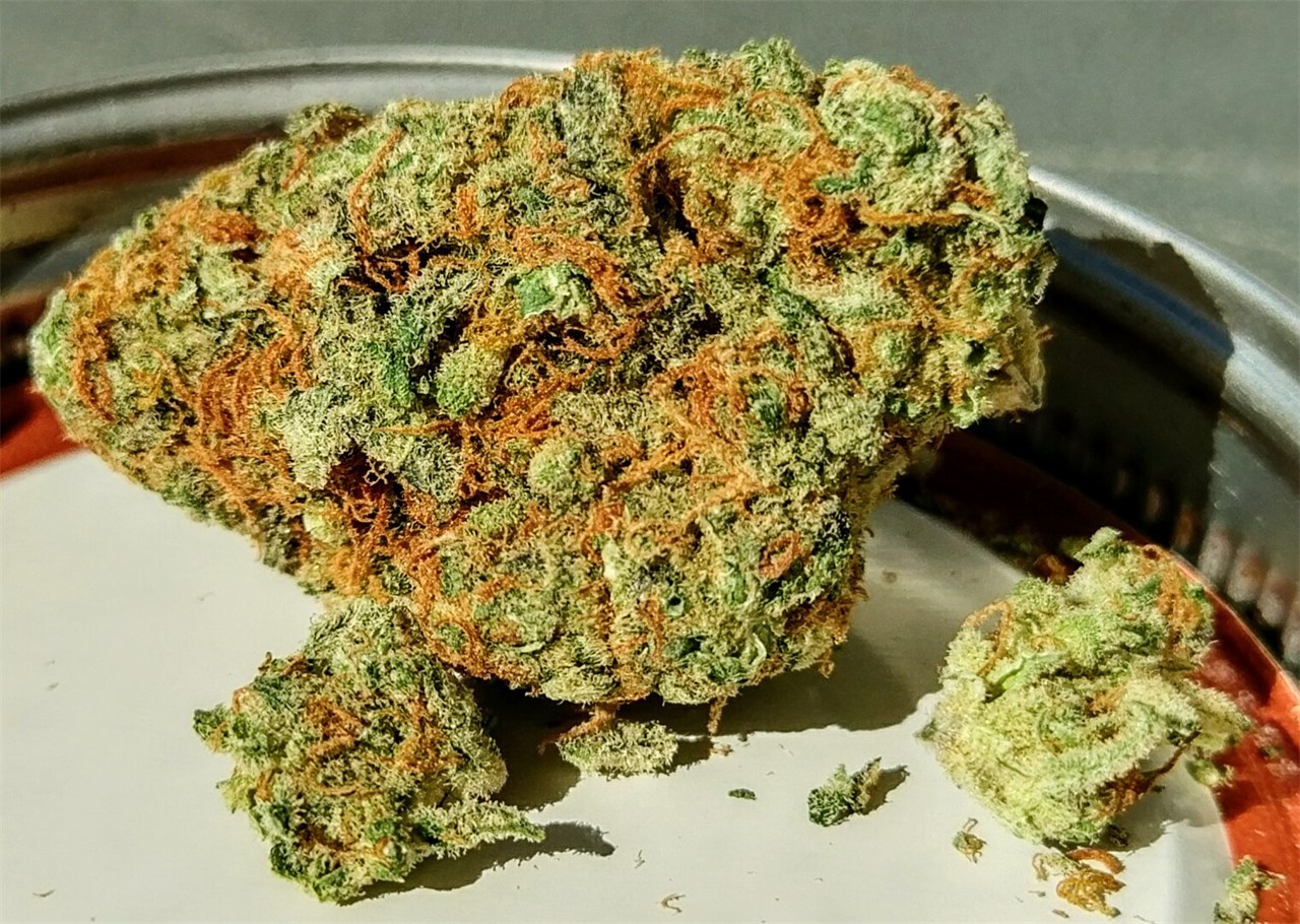 バクバクファクトリーページ　Tangie Tangie Seeds by Royal Queen Seeds - GrowDiaries