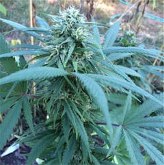 User uploaded image of Sour Tsunami