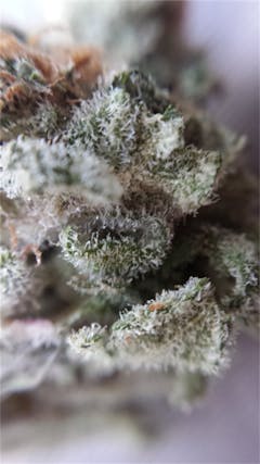 User uploaded image of Sour Urkle