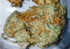 User uploaded image of Sour Willie
