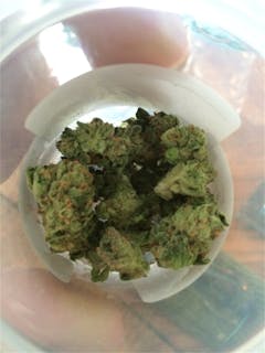User uploaded image of Sour Willie