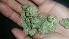 User uploaded image of Sour Willie