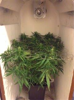 User uploaded image of South American