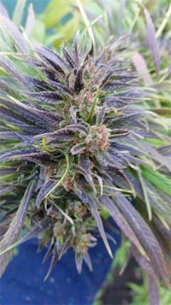 User uploaded image of South American