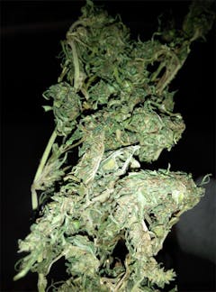 User uploaded image of South Indian Sativa
