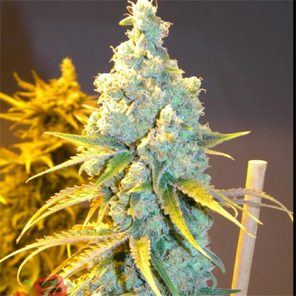 Space Cream Weed Strain Information Leafly