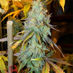 User uploaded image of Space Cream