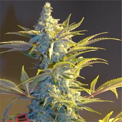 User uploaded image of Space Cream