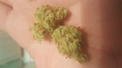 User uploaded image of Space Dawg