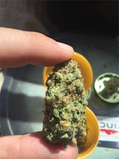 User uploaded image of Space Dawg